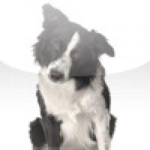  SlidePuzzle - Border Collie (2009). Нажмите, чтобы увеличить.