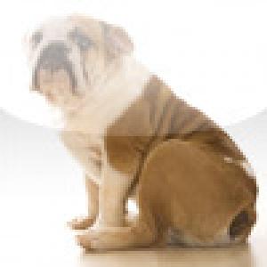  SlidePuzzle - Bulldog (2009). Нажмите, чтобы увеличить.