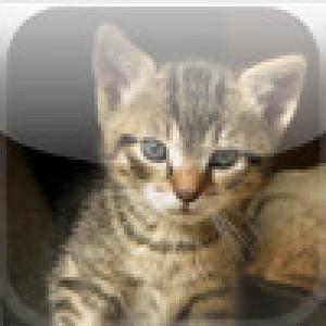  SlidePuzzle - Cat (2009). Нажмите, чтобы увеличить.