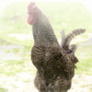  SlidePuzzle - Chicken (2009). Нажмите, чтобы увеличить.