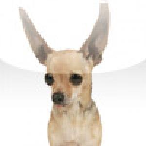  SlidePuzzle - Chihuahua (2009). Нажмите, чтобы увеличить.