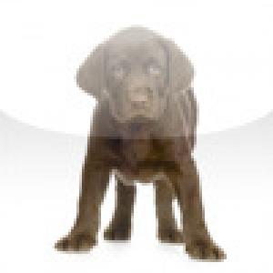  SlidePuzzle - Chocolate Lab (2009). Нажмите, чтобы увеличить.