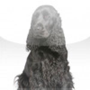  SlidePuzzle - Cocker Spaniel (2009). Нажмите, чтобы увеличить.