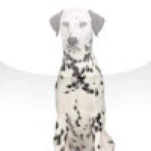  SlidePuzzle - Dalmation (2009). Нажмите, чтобы увеличить.