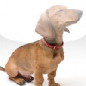  SlidePuzzle - Daschund (2009). Нажмите, чтобы увеличить.