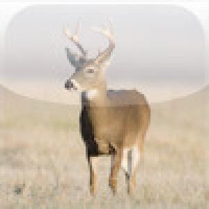  SlidePuzzle - Deer (2009). Нажмите, чтобы увеличить.