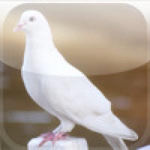  SlidePuzzle - Dove (2009). Нажмите, чтобы увеличить.