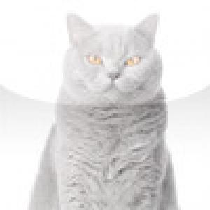  SlidePuzzle - Fluffy Cat (2009). Нажмите, чтобы увеличить.