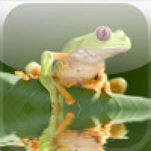  SlidePuzzle - Frog (2009). Нажмите, чтобы увеличить.