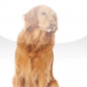  SlidePuzzle - Golden Retriever (2009). Нажмите, чтобы увеличить.