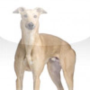  SlidePuzzle - Greyhound (2009). Нажмите, чтобы увеличить.