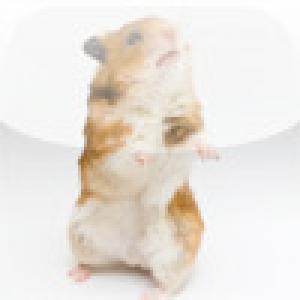  SlidePuzzle - Hamster (2009). Нажмите, чтобы увеличить.