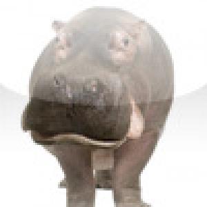  SlidePuzzle - Hippo (2009). Нажмите, чтобы увеличить.