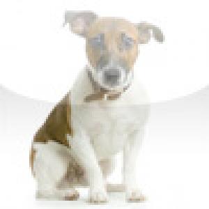  SlidePuzzle - Jack Russel Terrier (2009). Нажмите, чтобы увеличить.
