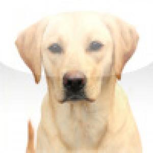  SlidePuzzle - Labrador Retriever (2009). Нажмите, чтобы увеличить.