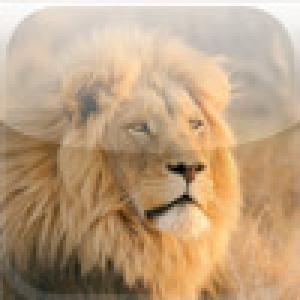  SlidePuzzle - Lion (2009). Нажмите, чтобы увеличить.