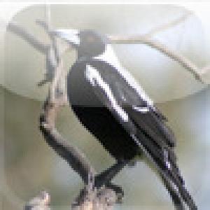  SlidePuzzle - Magpie (2009). Нажмите, чтобы увеличить.