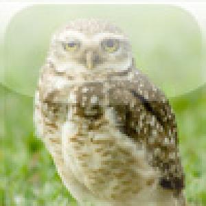  SlidePuzzle - Owl (2009). Нажмите, чтобы увеличить.