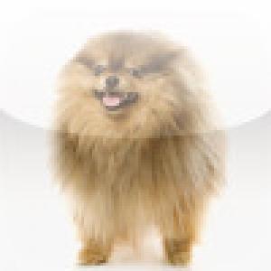  SlidePuzzle - Pomeranian (2009). Нажмите, чтобы увеличить.