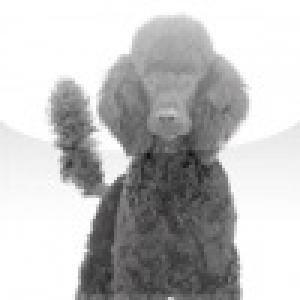  SlidePuzzle - Poodle (2009). Нажмите, чтобы увеличить.