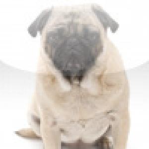  SlidePuzzle - Pug (2009). Нажмите, чтобы увеличить.