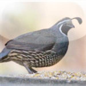  SlidePuzzle - Quail (2009). Нажмите, чтобы увеличить.