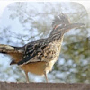  SlidePuzzle - Road Runner (2009). Нажмите, чтобы увеличить.