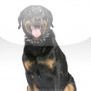  SlidePuzzle - Rottweiler (2009). Нажмите, чтобы увеличить.