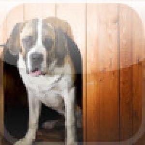  SlidePuzzle - Saint Bernard (2009). Нажмите, чтобы увеличить.