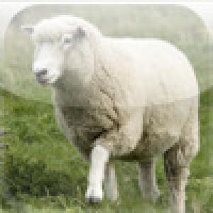  SlidePuzzle - Sheep (2009). Нажмите, чтобы увеличить.