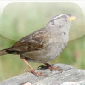  SlidePuzzle - Sparrow (2009). Нажмите, чтобы увеличить.