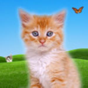  Kitty Chorus (2009). Нажмите, чтобы увеличить.