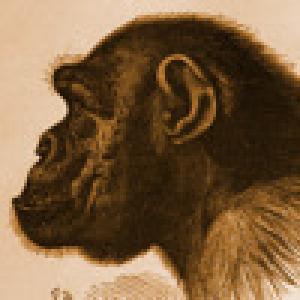  Ape Test (2010). Нажмите, чтобы увеличить.