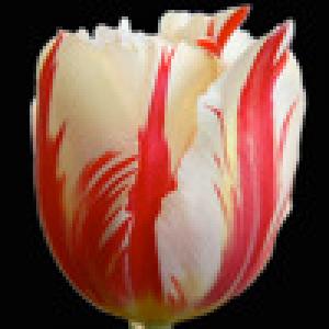  New Moon Quiz (2009). Нажмите, чтобы увеличить.