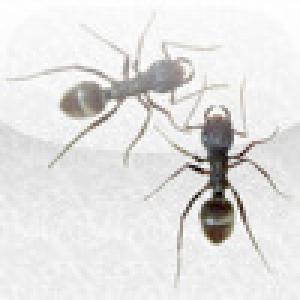  Find Ants (2009). Нажмите, чтобы увеличить.