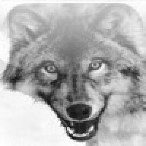  Wolf (2009). Нажмите, чтобы увеличить.