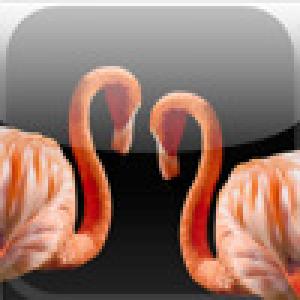  iFlamingo (2009). Нажмите, чтобы увеличить.