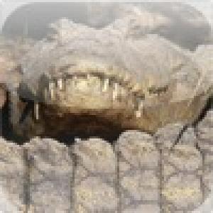  Safari Puzzle (2010). Нажмите, чтобы увеличить.