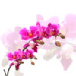  Orchid Theme (2009). Нажмите, чтобы увеличить.