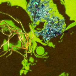 Neeye Oli From Neeye Oli From