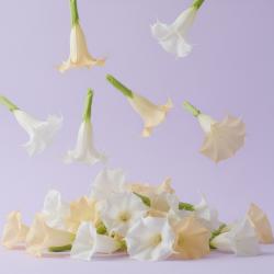 Brugmansia feat. HATSUNE MIKU - Single. Передняя обложка. Нажмите, чтобы увеличить. Brugmansia feat. HATSUNE MIKU - Single. Передняя обложка. Нажмите, чтобы увеличить.