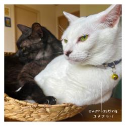 Everlasting -Even If a Dream- feat. Chis-A & Kirune - Single. Передняя обложка. Нажмите, чтобы увеличить.