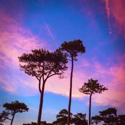 This Is Desi Music - Single. Передняя обложка. Нажмите, чтобы увеличить.