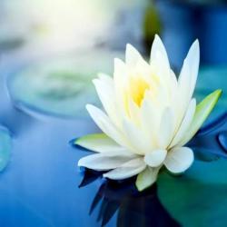 White lotus - Single. Передняя обложка. Нажмите, чтобы увеличить.