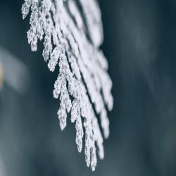 清晨 - Single. Передняя обложка. Нажмите, чтобы увеличить.