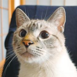 Fauvism Cat Dufy Original Soundtrack. Передняя обложка. Нажмите, чтобы увеличить.