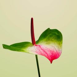 Total Fit Academia - V1 - Single. Передняя обложка. Нажмите, чтобы увеличить. Total Fit Academia - V1 - Single. Передняя обложка. Нажмите, чтобы увеличить.