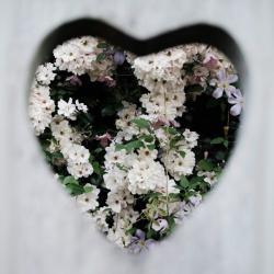 Butterflies & Flowers feat. KASANE TETO - Single. Передняя обложка. Нажмите, чтобы увеличить.