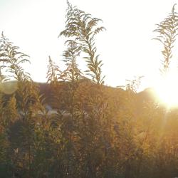 I Miss You feat. Musical Isotope RIME - Single. Передняя обложка. Нажмите, чтобы увеличить.