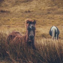 Horses of Shackleford Banks - Single. Передняя обложка. Нажмите, чтобы увеличить.